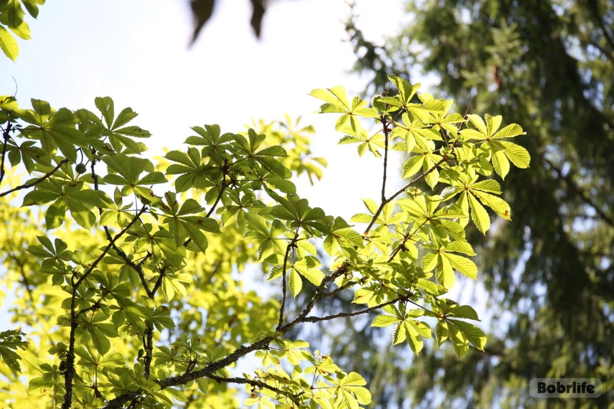 Народный праздник 18 апреля — Федул Ветреник: история, традиции, приметы