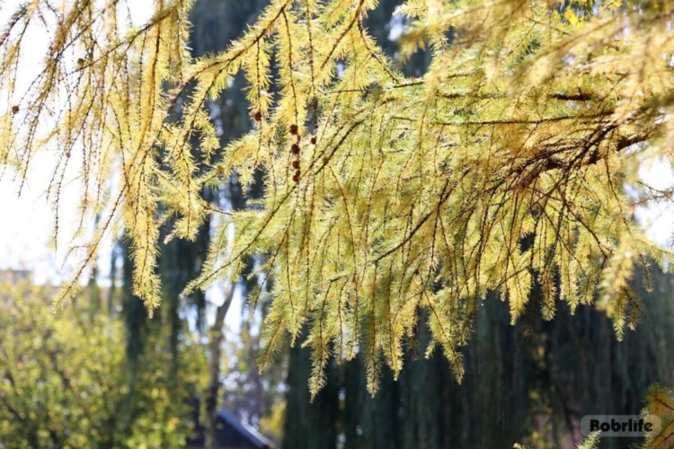 Прогноз погоды на неделю. Могилевская область