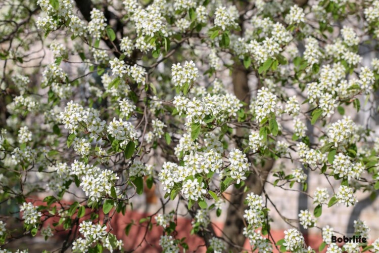 Ждать ли белорусам дождей? Синоптики рассказали о погоде на 20 апреля
