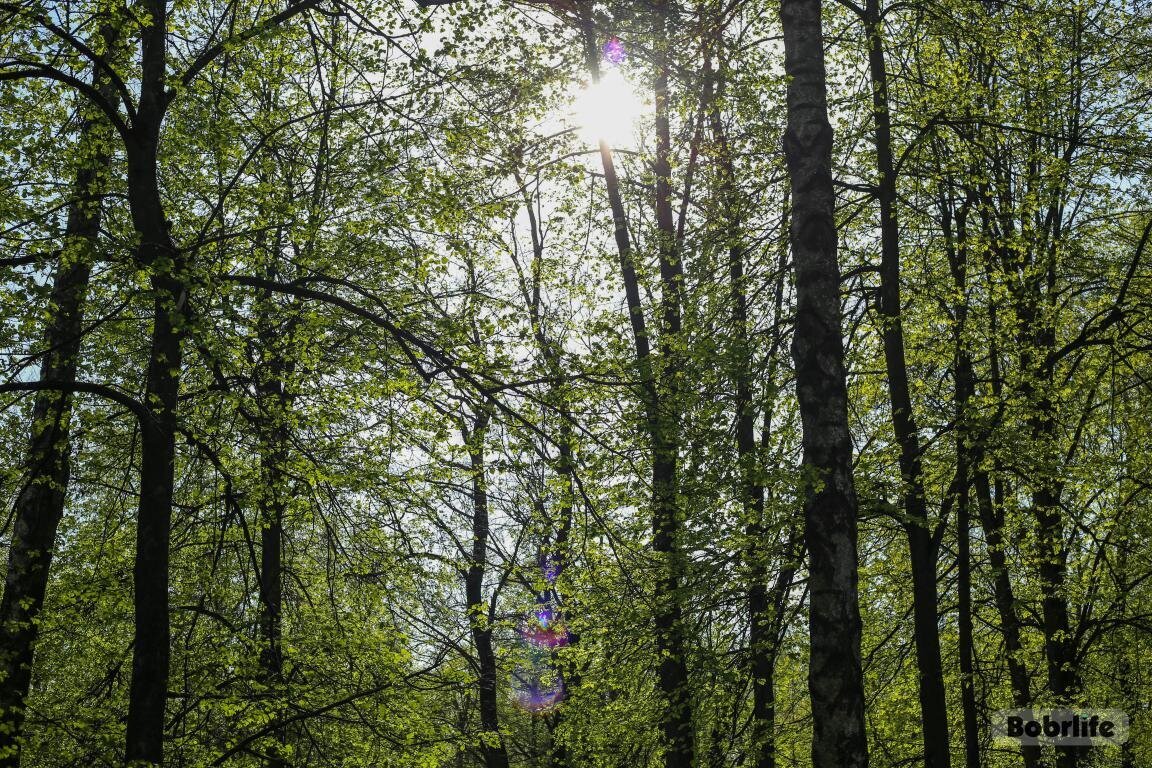 Погода в Беларуси 19 апреля: переменная облачность и до +17 °С по юго-западу