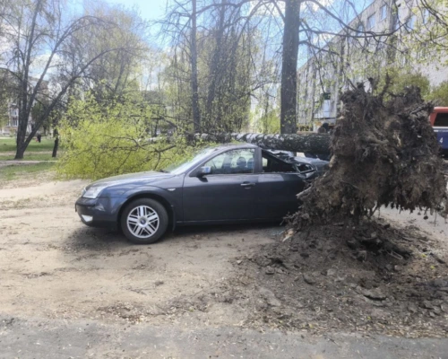 Что принес ветер. Последствия непогоды в Могилевской области