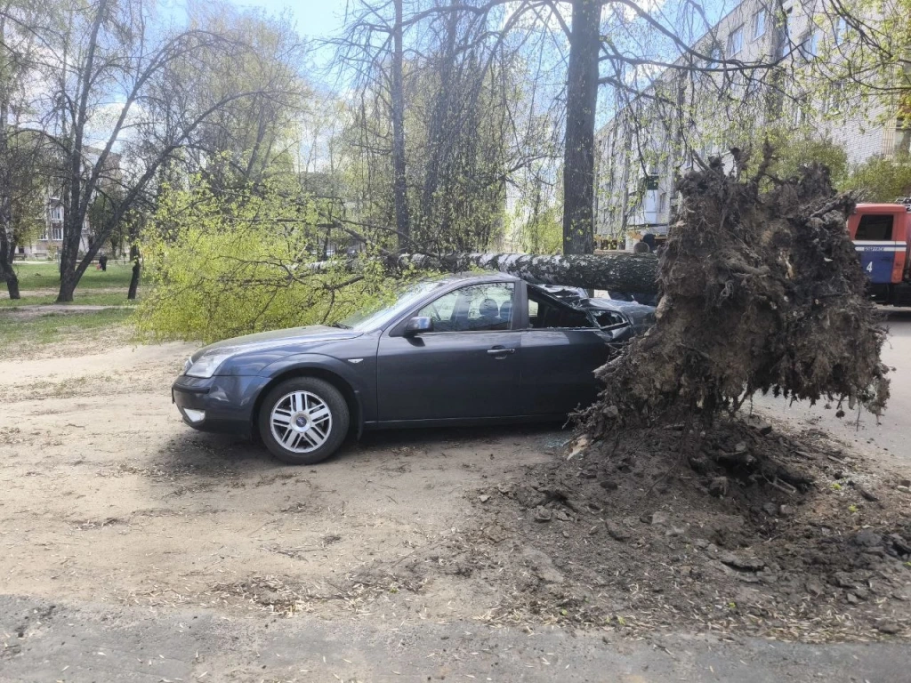Что принес ветер. Последствия непогоды в Могилевской области
