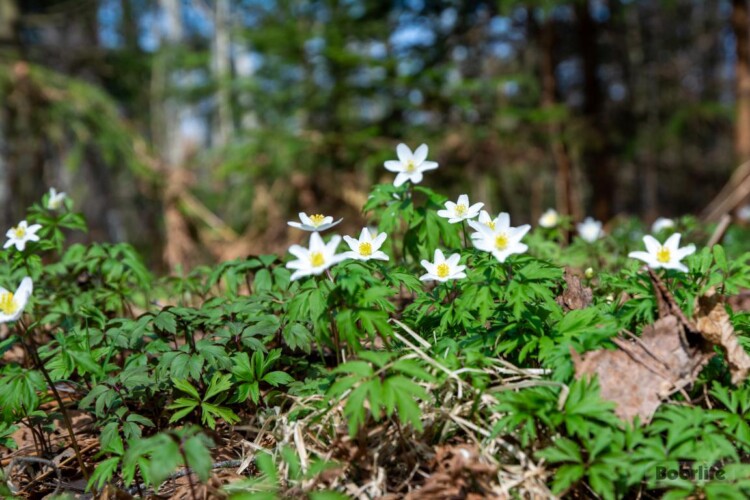 Народные приметы на 29 апреля. Что можно и нельзя делать в этот день
