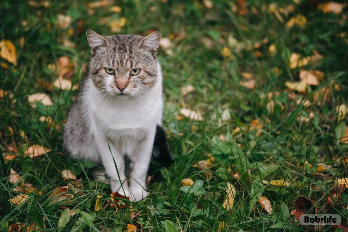 Какие штрафы ввели в Беларуси за выброшенных собак и кошек