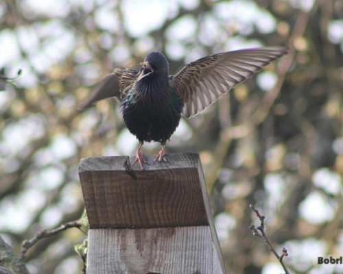 Народные приметы на 2 апреля. Что можно и нельзя делать в этот день