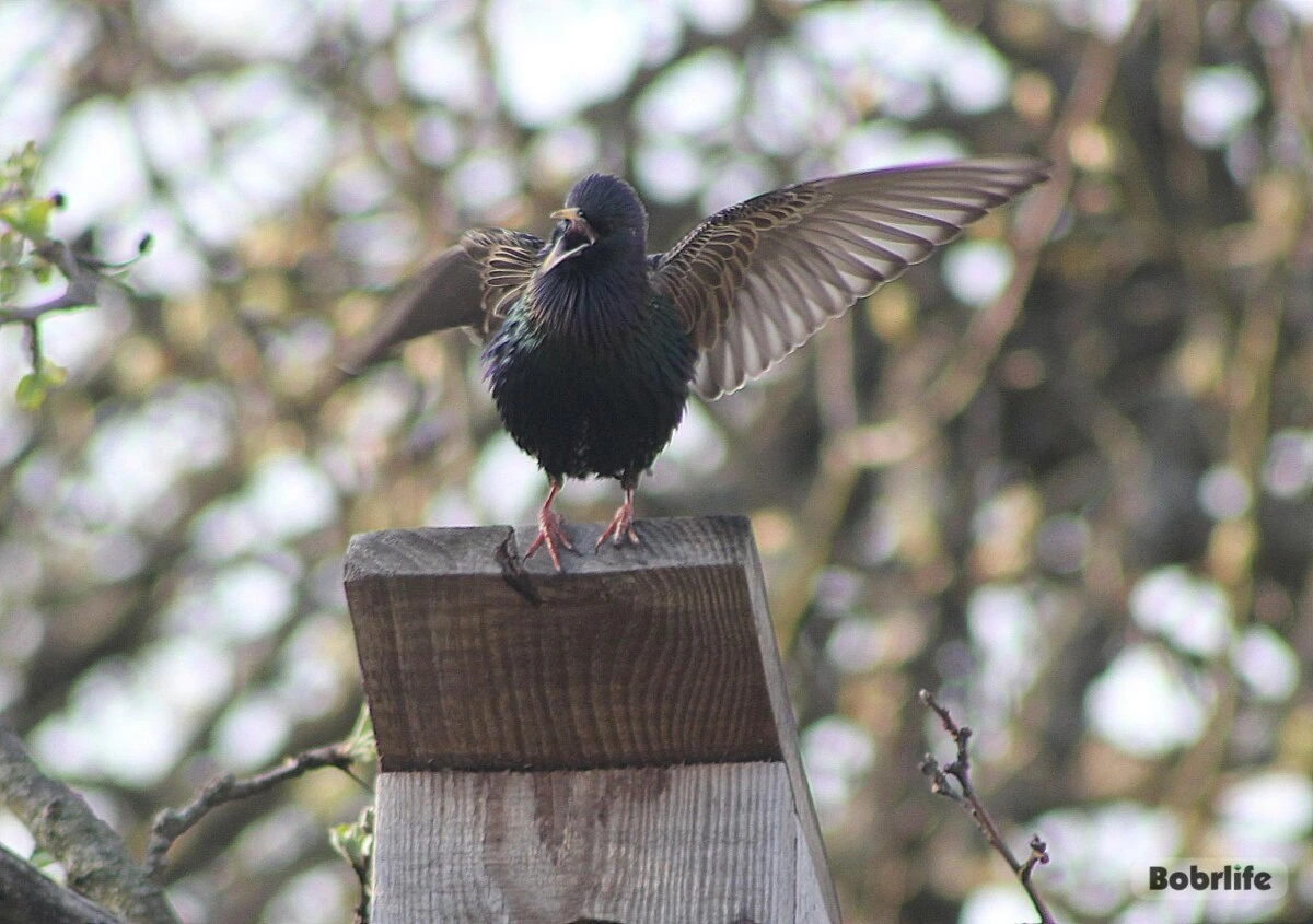 Народные приметы на 2 апреля. Что можно и нельзя делать в этот день