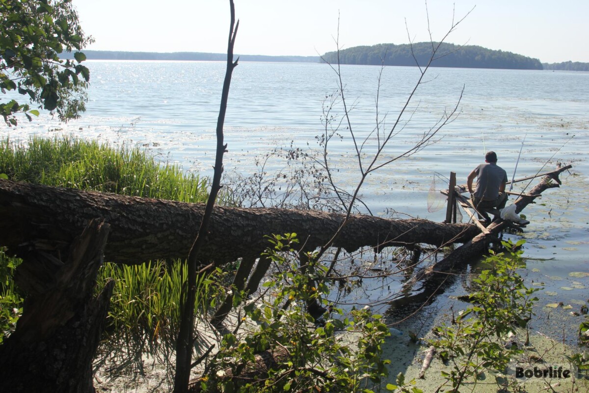 Установлен запрет на лов судака. Нарушителей привлекут к ответственности