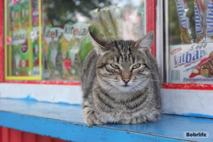 Народные приметы на 9 апреля. Что можно и нельзя делать в этот день