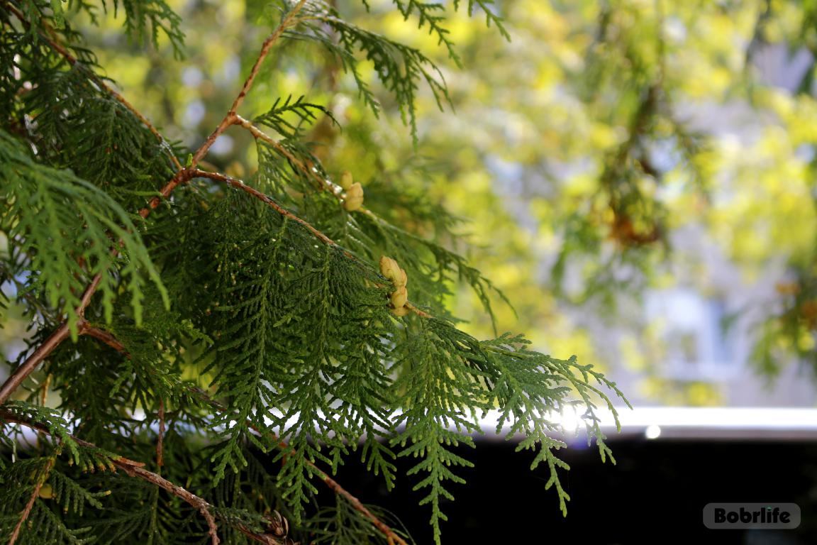 В 43 районах Беларуси ограничили посещение лесов: где действуют запреты