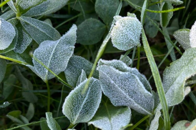 Погода 29 апреля в Могилевской области: заморозки до -5°С, местами осадки