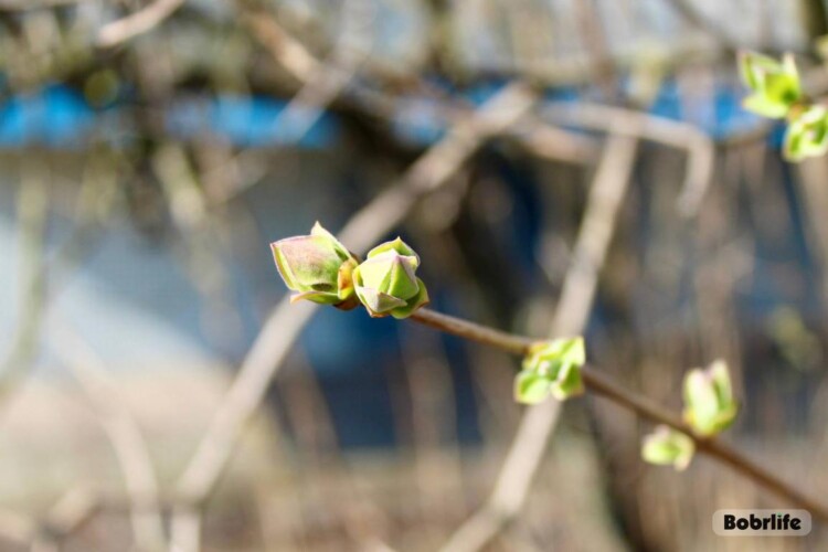 Народные приметы на 20 апреля: что нельзя делать в Акулинин день