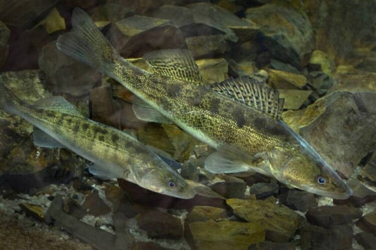 Штраф до 30 базовых: что грозит за вылов судака в Беларуси с 15 апреля