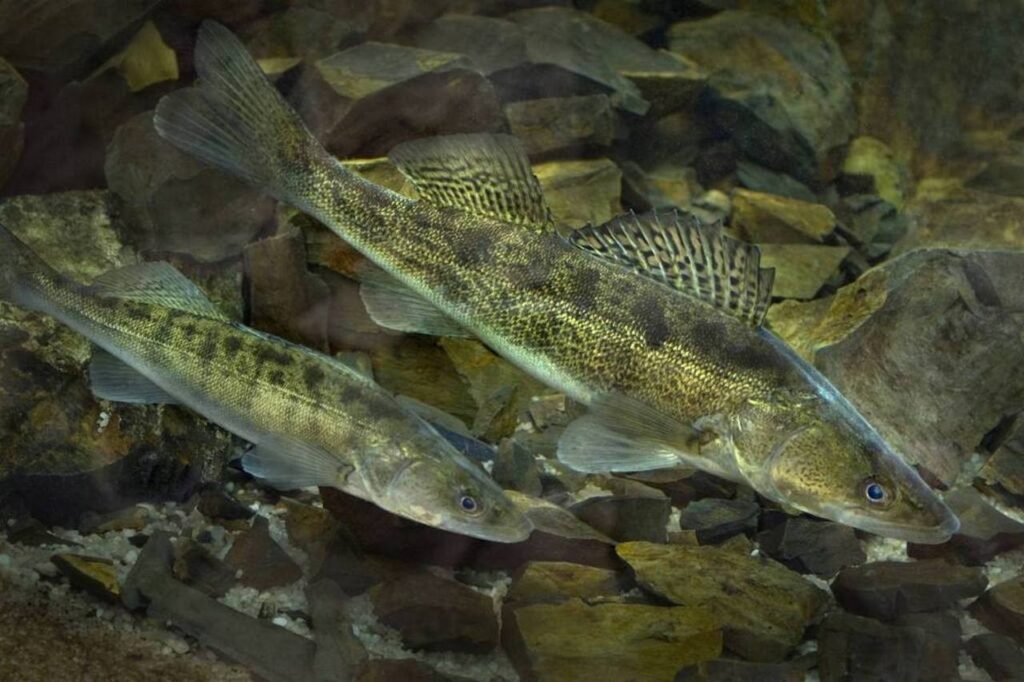 Штраф до 30 базовых: что грозит за вылов судака в Беларуси с 15 апреля