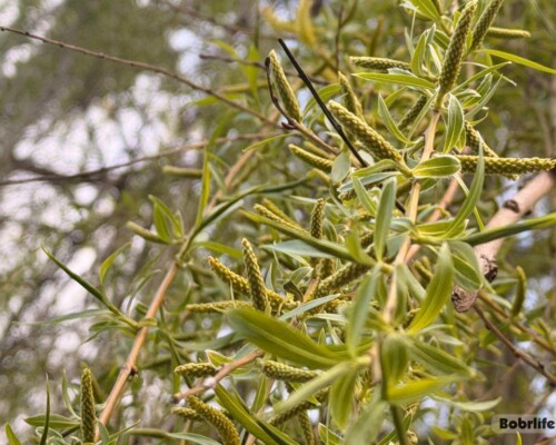 Прогноз погоды. Могилевская область