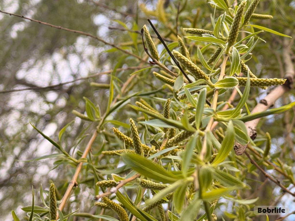 Прогноз погоды. Могилевская область