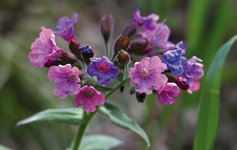 Приметы и поверья на 26 апреля: что нельзя делать в день Фомаиды Медуницы