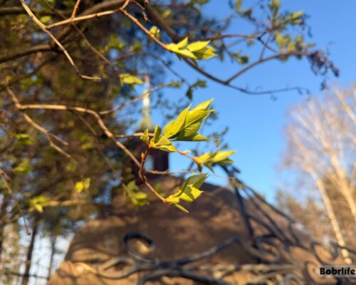 Прогноз погоды. Могилевская область