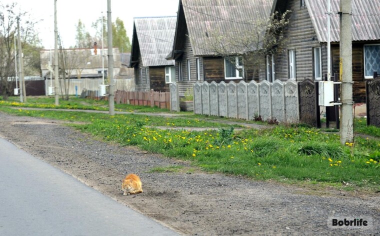 Чужой приплод. Что делать, если вам подбросили домашних животных, рассказали бобруйские правоохранители