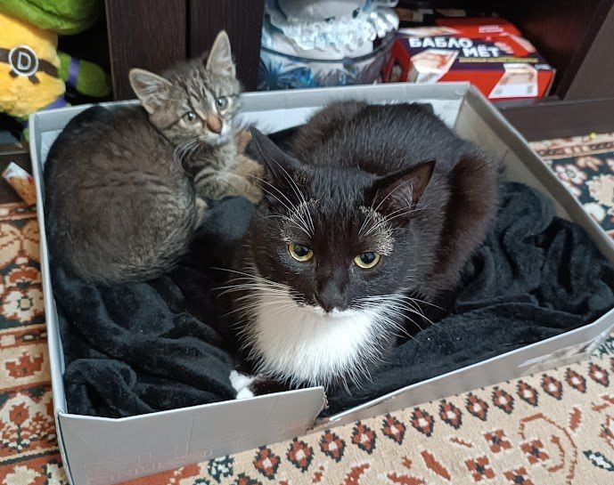 Бобруйчанка Марина Коржуева: «Не представляю себе жизни без Кузи и Наруто»