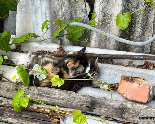 Народные приметы на 15 августа. Что можно и нельзя делать в этот день