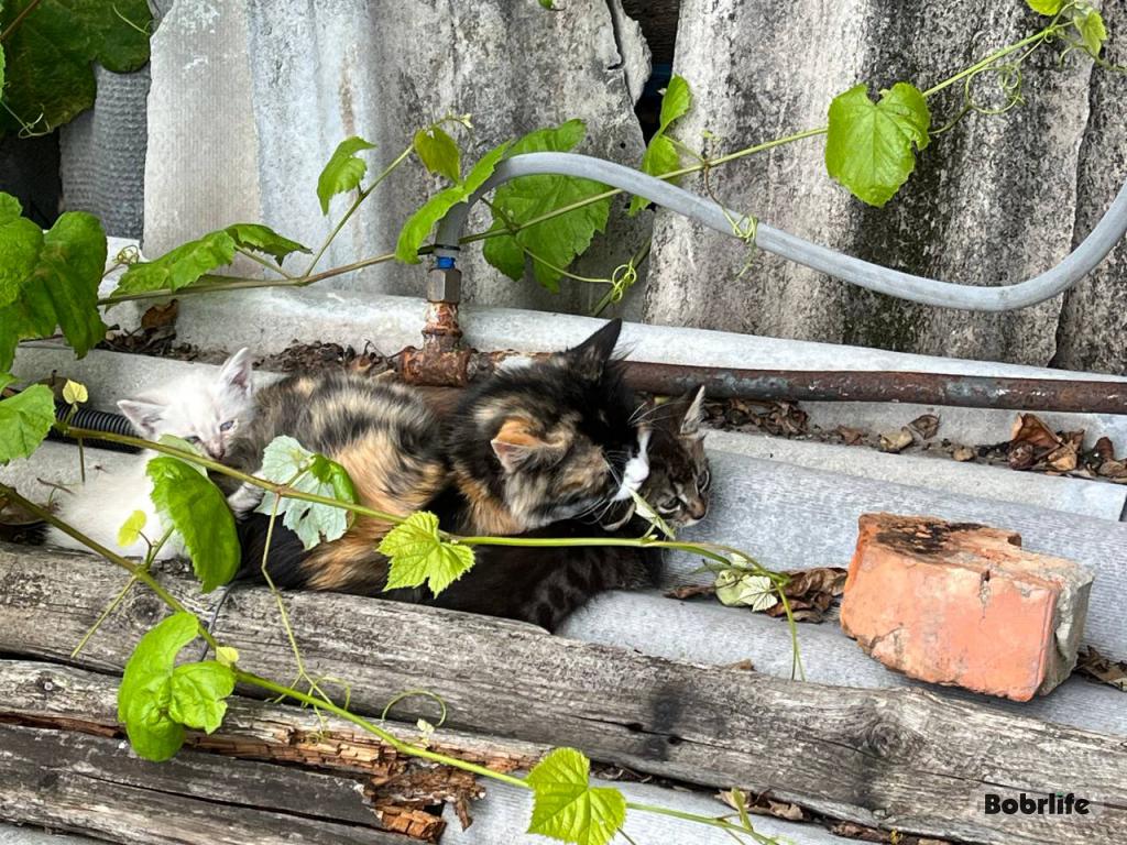 Народные приметы на 15 августа. Что можно и нельзя делать в этот день