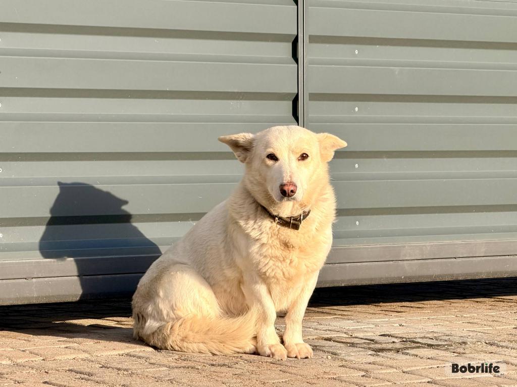 От безразличия к закону. Об ответственности за жестокое обращение с животными рассказали в прокуратуре Бобруйска