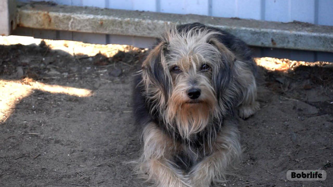 От громкого конфликта до настоящего чуда. Приют для собак в Бобруйске был под угрозой выселения, но жители не остались в стороне